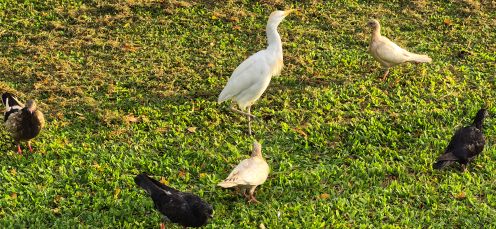 hawai sea bird 2.jpg